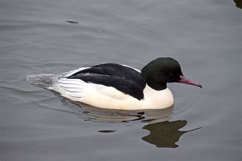 Common Merganser Mergus merganser