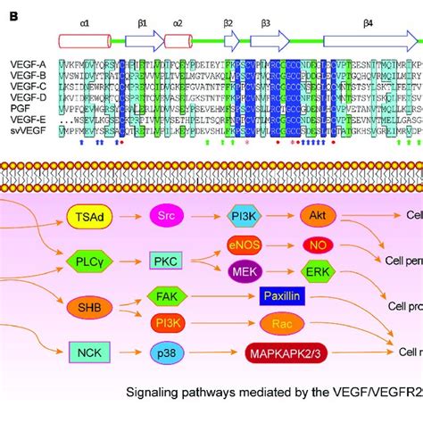 Vegfvegfr 2 Mediated Signaling Pathways During Angiogenesis A