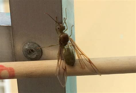 Weaver Ants: All You Need to Know - A Friendly Guide - What's That Bug?