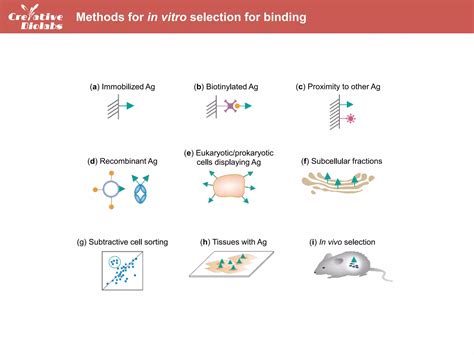 Antibody Library Screening Creative Biolabs Ppt