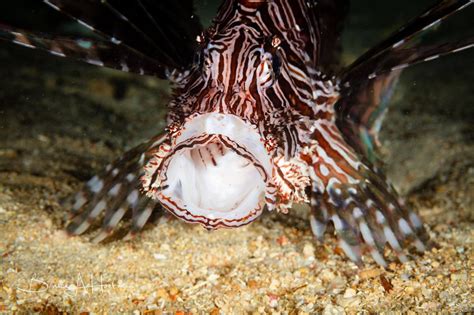 Lionfish Hunting — Scuba Du