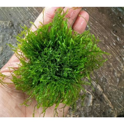 Jual Moss Weeping Media Wabikusa Tanaman Aquascape Shopee Indonesia