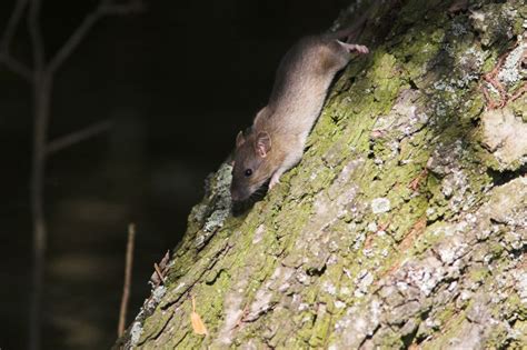 Eastern House Mouse Mus Musculus Linnaeus 1758