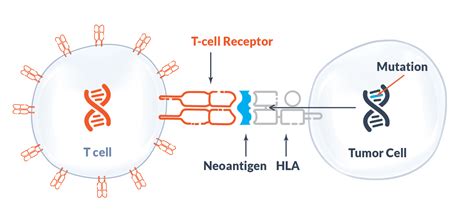 TCR T CELL THERAPY Alaunos