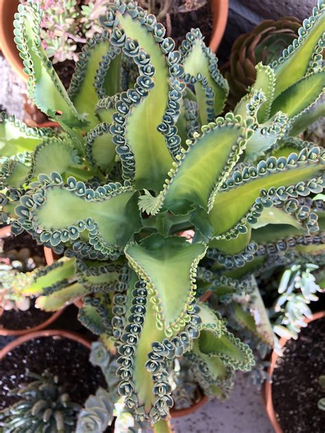 Houseplants That Look Like Cactus Bringing A Touch Of Desert Charm