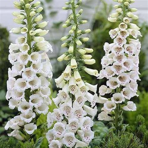 11 of the Best Foxglove Varieties | Gardener’s Path