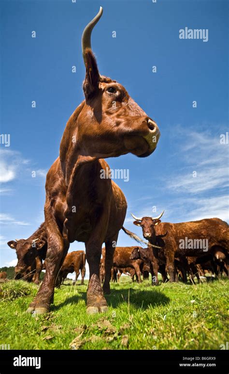 Les Vaches Salers Bos Taurus Domesticus Dans Le Massif Du Sancy Puy