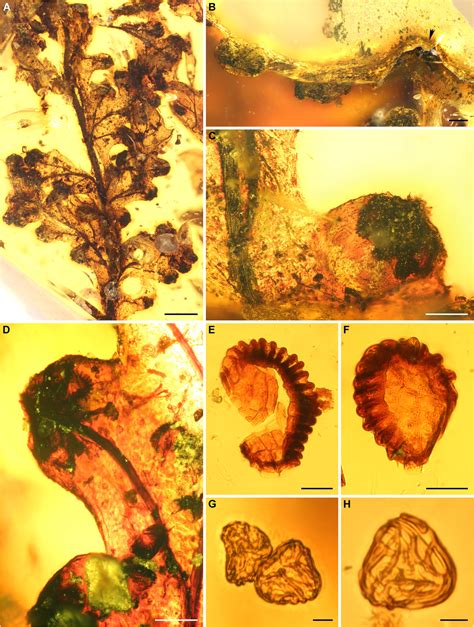 Pteridophyta Fossil