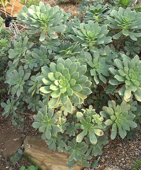 Aeonium Crassulaceae