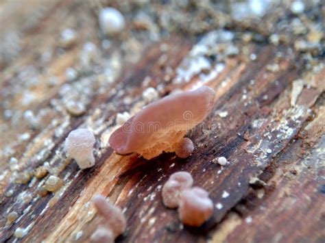 Jews Ear Wood Ear Auricularia Auricula Hirneola Polytricha Jelly Ear