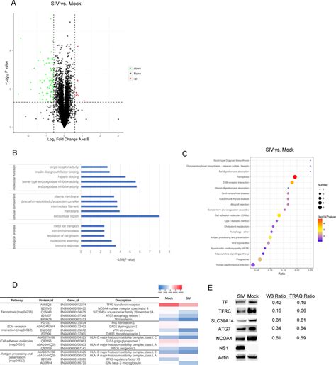 Overview Of The Differentially Expressed Proteins Deps In