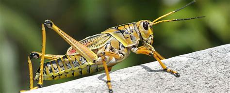 Grasshopper Symbolism, Grasshopper Totem, Grasshopper Dream, and Messages