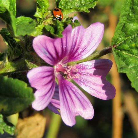 malva sylvestris by oscvanjazz on DeviantArt