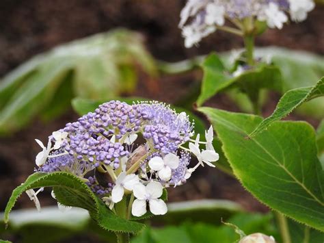 Zielono Zakr Ceni Hortensja Otulona Hydrangea Involucrata