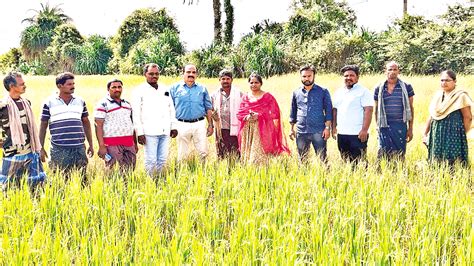 ఎండిన పంట పొలాల పరిశీలన Observation Of Dry Crop Fields