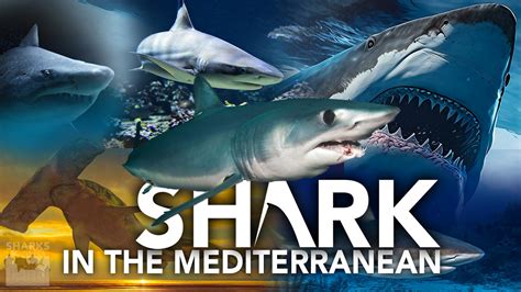 Shark Attacks in the Mediterranean – sharksinfo.com