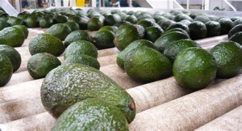 Los Mayores Exportadores De Aguacate Del Mundo Opportimes