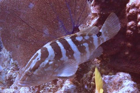 serranidae list  fishes fishipedia