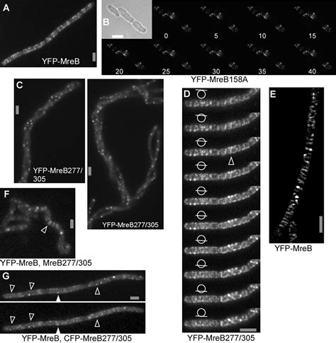 Motion Of Variable Length Mreb Filaments At The Bacterial Cell Membrane