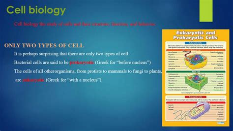 SOLUTION: Cell biology tut 1 cell types - Studypool