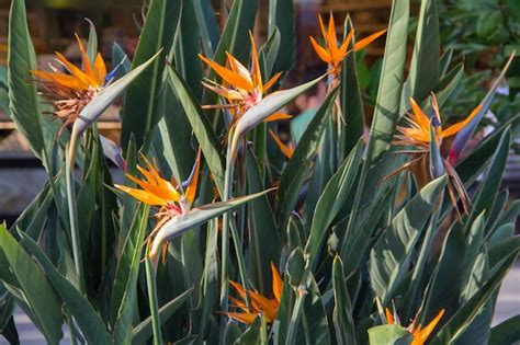 Premium Photo | Strelitzia flower a large bush strelitzia flower