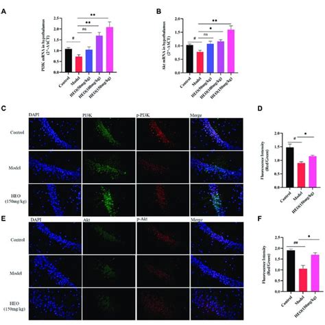 Effects Of Heo On Mrna Expressions Of Pi K A And Akt B And Protein