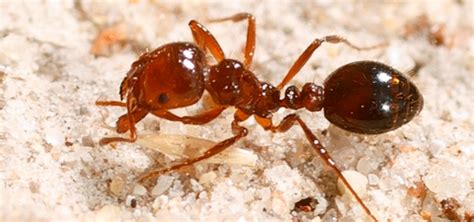 Look National Fire Ant Eradication Program