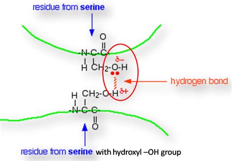 What Are The Major Chemical Bonds Or Interactions In Proteins