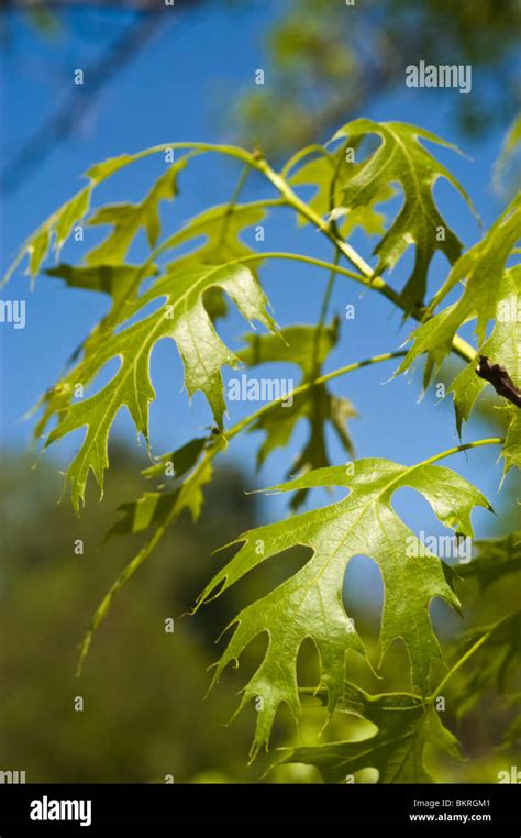 Scarlet Oak Quercus Coccinea Fagaceae USA North America Dab