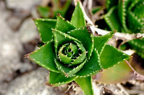 Eden Project | Eden project, Plants, Succulents