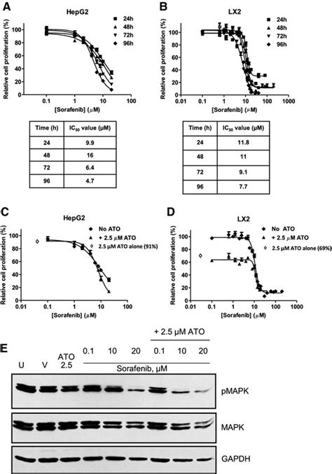 Treatment Of Hepg2 Cell Lines With Ato And Sorafenib Results In