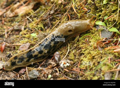 Horizontal Banna Slug Olympic National Park Hi Res Stock Photography