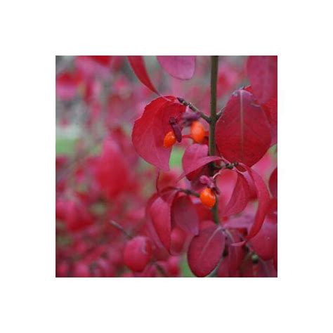 Euonymus Alatusblade Runner