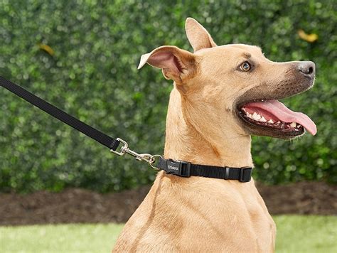 6 Dog Leash Types and Their Uses | BeChewy