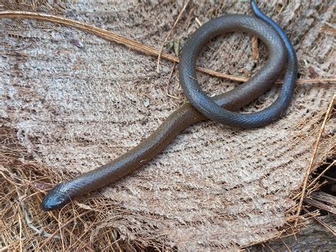 Red Earth Centipede Snake Safari Arie