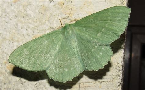 Les Insectes Du Haut Jura La Grande Naiade