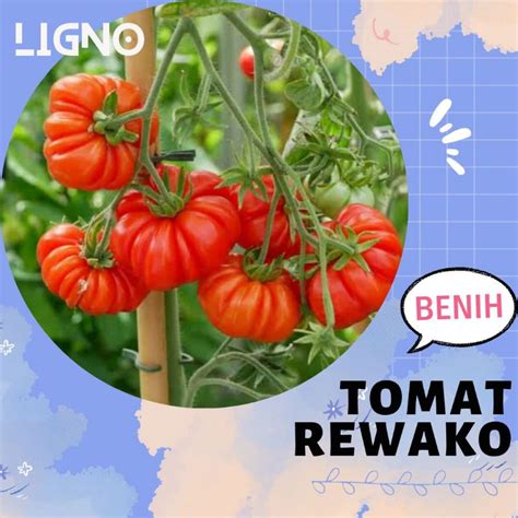 Jual Benih Tomat Rewako Isi 10 F1 Biji Bibit Sayur Shopee Indonesia