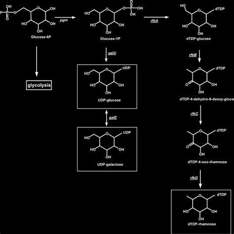 Sugar Nucleotide Metabolism Metabolic Pathways Leading To The Download Scientific Diagram