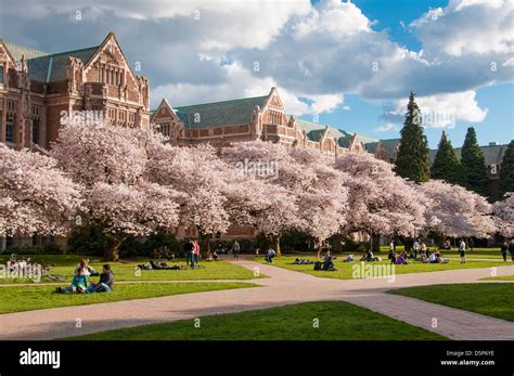 Blooming cherry trees on the University of Washington Quad in Seattle ...