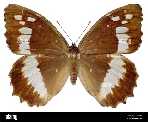 Great Banded Grayling High Resolution Stock Photography And Images Alamy