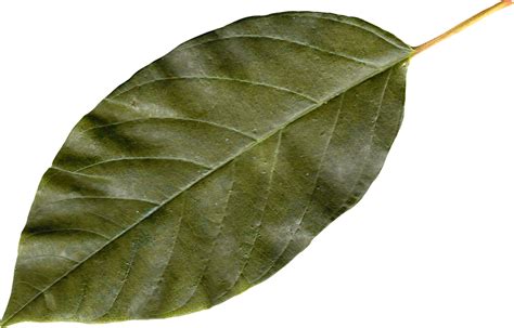 Classic green leaf PNG Image - PurePNG | Free transparent CC0 PNG Image ...