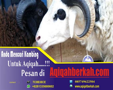 Harga Kambing Aqiqah Murah