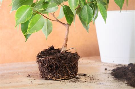 Ficus Tineke Cuidados Huerto En Casa