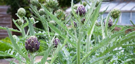 How to Plant, Grow & Care for Artichokes | Sarah Raven