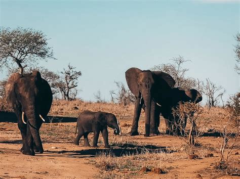 Park Krugera Safari w RPA czy udało się zobaczyć wielką piątkę