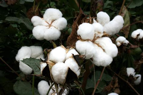 Cotton Bt Cotton Gmo Biotech Cotton Gm Crops Plants India