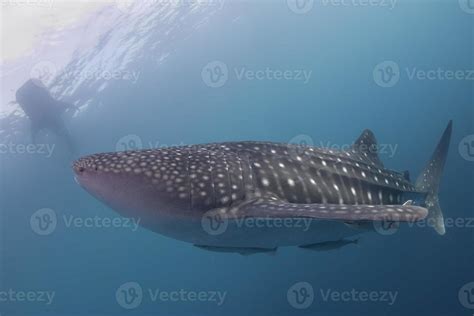 Whale Shark close up underwater portrait 20174252 Stock Photo at Vecteezy