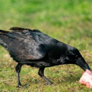 What do crows eat a complete list of a crow s diet – Artofit