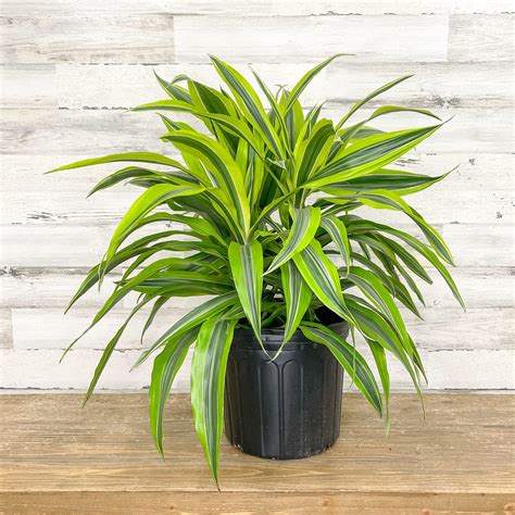 Dracaena Fragrans Lemon Lime