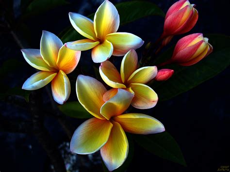 Rare Plumeria Flowers A Photo On Flickriver